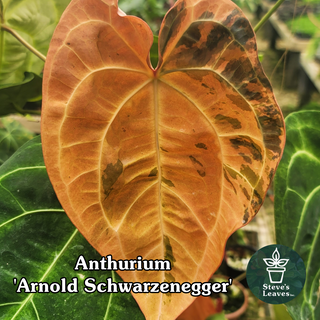 Anthurium carlablackiae x 'Arnold Schwarzenegger' - One Seed Per Pack