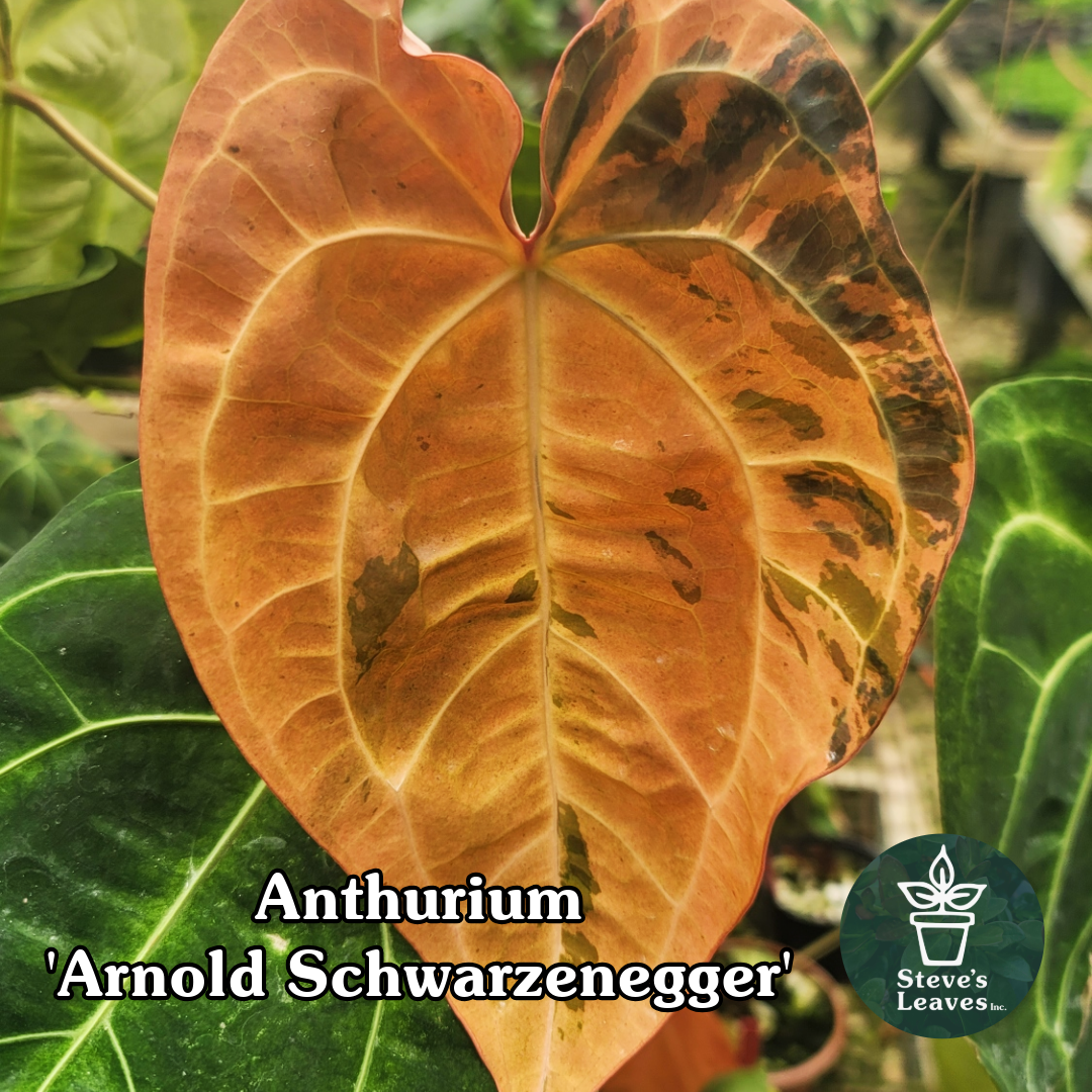 anthurium dreamweaver Anthurium 'Tezula Dreamweaver'/dorayaki x 'Arnold Schwarzenegger'