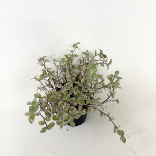 Callisia repens 'Pink Lady'