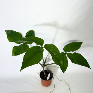 Philodendron barrosoanum (Non-TC) [#1374]