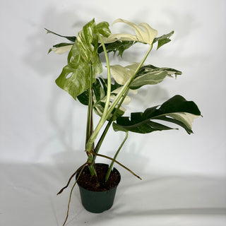 Monstera deliciosa var. borsigiana albo-variegata [#1636]
