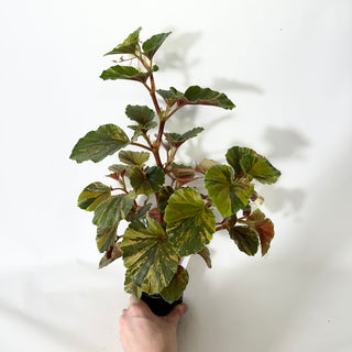 Begonia cucullata (variegated) [#1472]