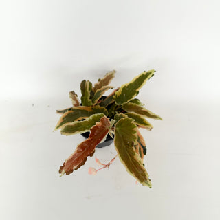 Begonia 'Dainty Spray' (Sport) [#2046]