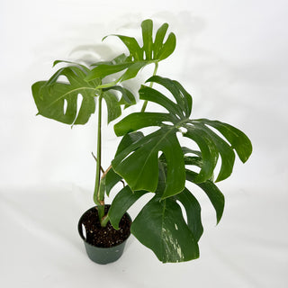 Monstera deliciosa var. borsigiana albo-variegata [#1303]