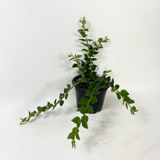Hoya chinghungensis [#1864]