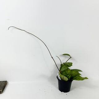 Hoya callistophylla 'Vena' [#2385]