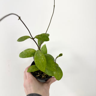 Hoya elmeri (splash) [#1599]