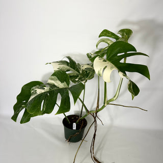 Monstera deliciosa var. borsigiana albo-variegata [#1534]