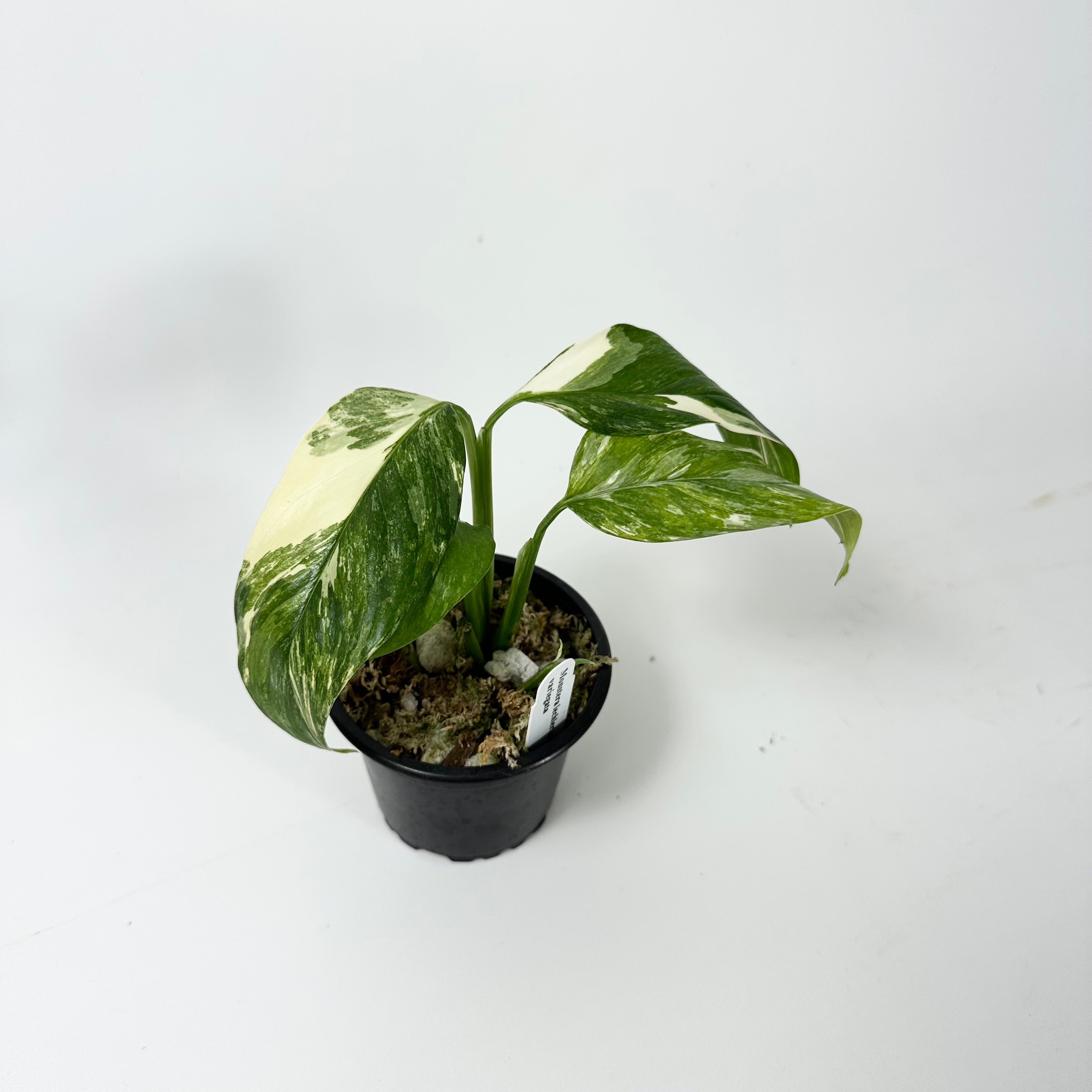 monstera adansonii var lechleriana Monstera lechleriana variegated