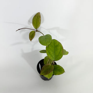 Hoya cv. EPC 1016 (incrassata x acuta)