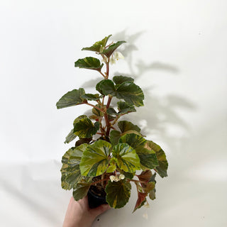 Begonia cucullata (variegated) [#1472]