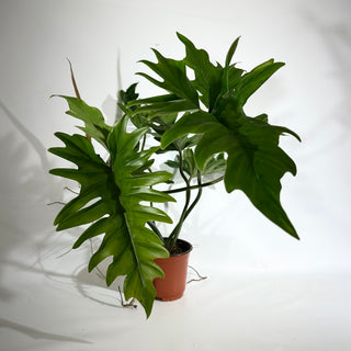 Philodendron 'Henderson's Delight' (Non-TC) [#1921]