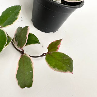 Hoya carnosa 'Purple Pride' [#2035]