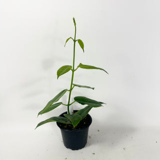 Hoya sp. PNG (red cup flower) [#1921]