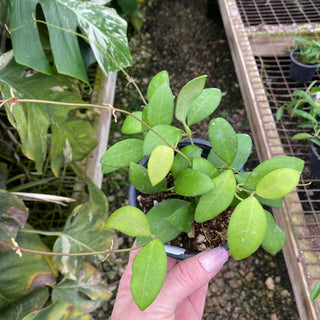 Hoya sp. Yellow Sapphire