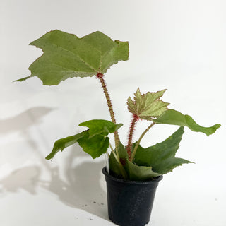 Begonia 'Ricinifolia' [#2019]