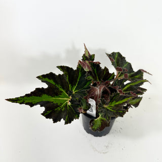 Begonia 'Texas Red Star' [#2098]