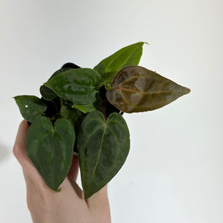 Anthurium ('Zara'/'Michelle')/luxurians x Indo portillae [#1904]