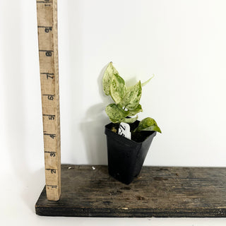 Z-5314 - Scindapsus pictus ‘Mangurai’ variegated