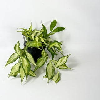 Hoya polyneura (inner variegated) [#2026]