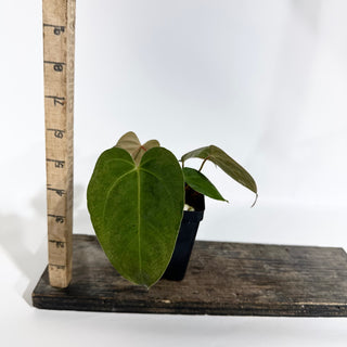 Anthurium 'Zara'/'Michelle' x indo portillae [#1786]