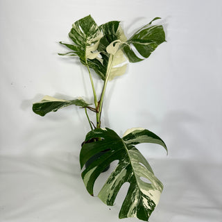 Z-4326 - Monstera deliciosa var. borsigiana albo-variegata