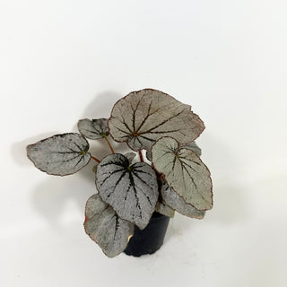 Begonia 'Rice Paper' [#2086]