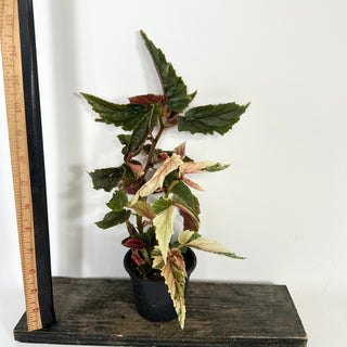 Begonia 'Ginny Galaxy' [#2112]
