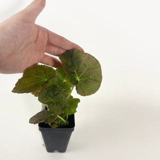 Begonia U538 [#2128]
