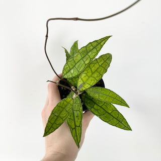 Hoya cv. finlaysonii x undulata [#1774]