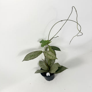 Hoya mitrata (silver) [#1962]