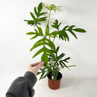 Philodendron pedatum var. Quercifolium (Non-TC) [#2436]