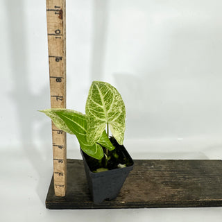 Z-4618 - Syngonium podophyllum 'Batik' variegata