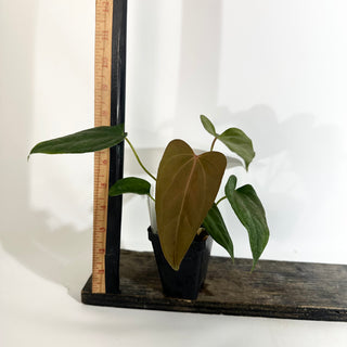 Anthurium 'Prince of Darkness' x indo portillae [#1785]