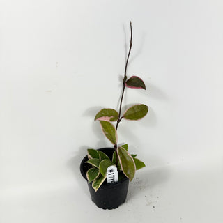 Hoya carnosa 'Purple Pride' [#1719]