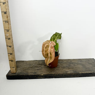 Anthurium 'Arnold Schwarzenegger' x 'Chuck Norris' - Seedling [#2121]