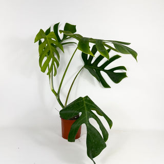 Monstera deliciosa var. sierrana [#2116]