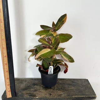 Begonia ‘Withlacoochee’ (Variegated) [#2102]
