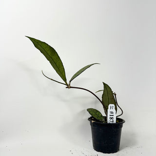 Hoya finlaysonii (Black) [#1872]