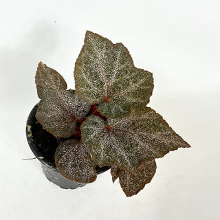 Begonia 'Robin' [#1942]