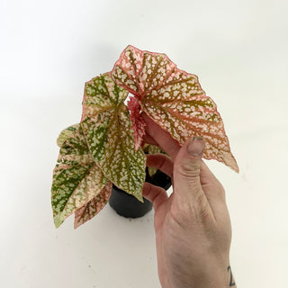 Begonia 'Snow Capped' (Variegated) [#1698]