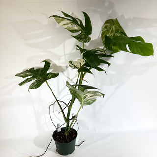 Monstera deliciosa var. borsigiana albo-variegata [#1851]