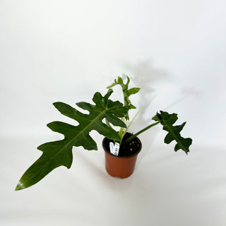 Z-4548 - Philodendron 'Bob Cee’ (Non-TC)