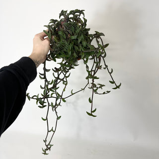 Z-5235 - Callisia navicularis - 6" Hanging Basket