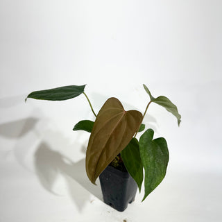 Anthurium 'Prince of Darkness' x indo portillae [#1785]