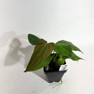 Anthurium Wu papillilaminum x indo portillae [#1893]