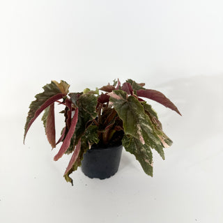 Begonia 'Ginny Galaxy' [#2265]