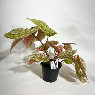 Begonia 'Snow Capped' (Variegated) [#1883]