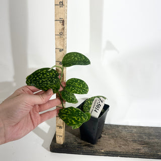 Z-5014 - Scindapsus pictus "Green Form" (Hassk)