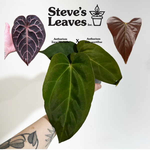 Papillilaminum GunaYala × Zara Michelle Anthurium Papillilaminum x (Zara x Michelle) | Rare Hybrid